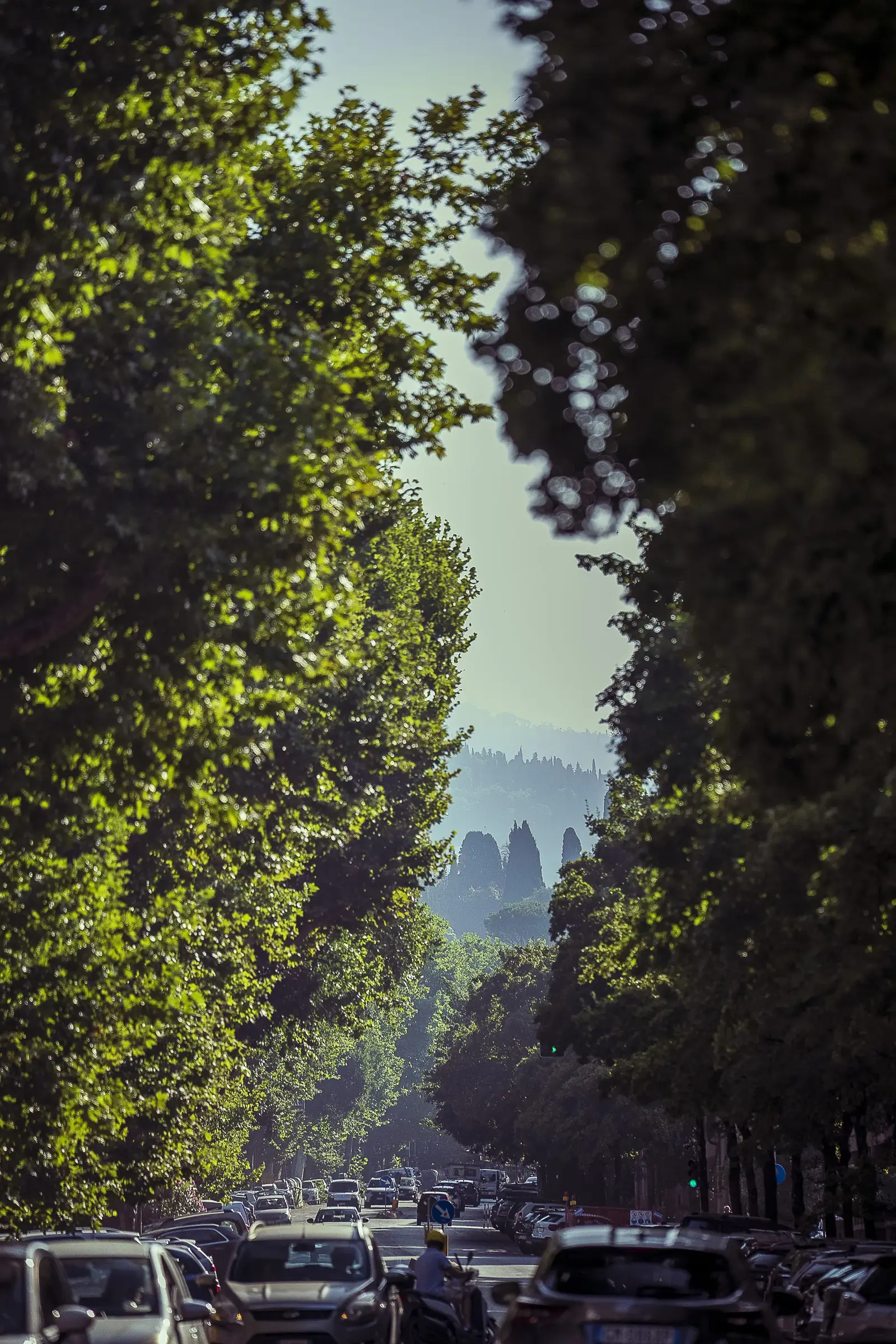 Il viale alberato davanti allo Studio, con cipressi e colline fiorentine sullo sfondo
